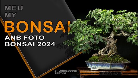 Meu Bonsai no ANB FOTO BONSAI 2024 - My Bonsai at ANB PHOTO BONSAI 2024