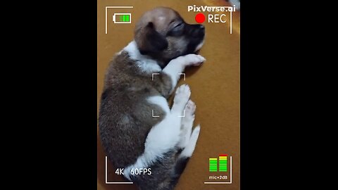 dog AI