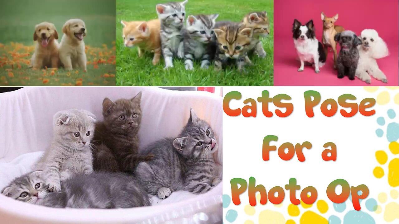 Cats Pose for a Photo Op