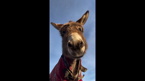 Mesmerized Donkey