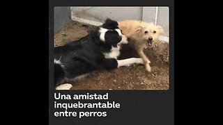 La amistad perruna que supera obstáculo