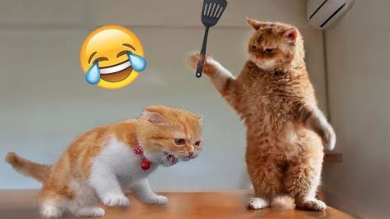 Best funny cats and dogs video 😂 this video drop smile on ur face