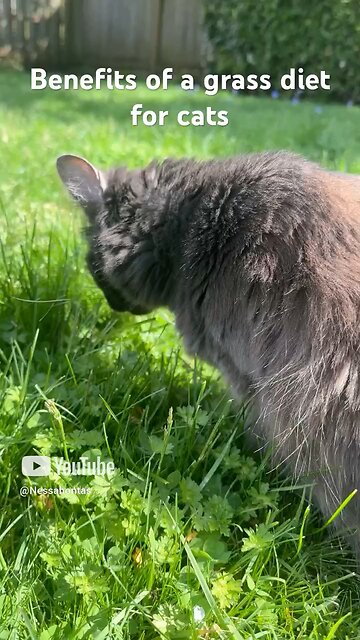 Benefits of a grass diet for cats