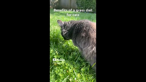 Benefits of a grass diet for cats