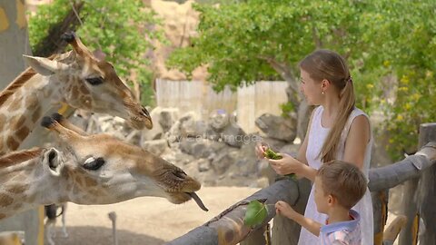 Amazing Giraffe Feeding Experience at the Zoo"