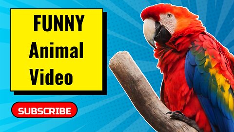 The world's funniest animal videos