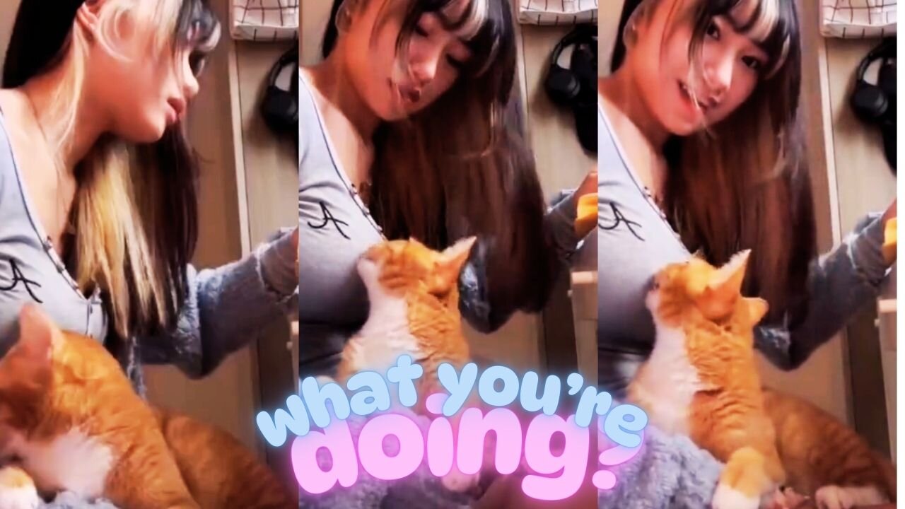 "Cat Hilariously Tries to Pull Owner’s Shirt Down – You Won’t Believe This!"