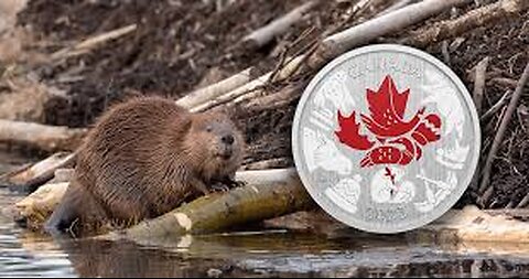 022- The Beaver-Canada's national animal