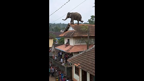 An elephant climbed onto the roof of house