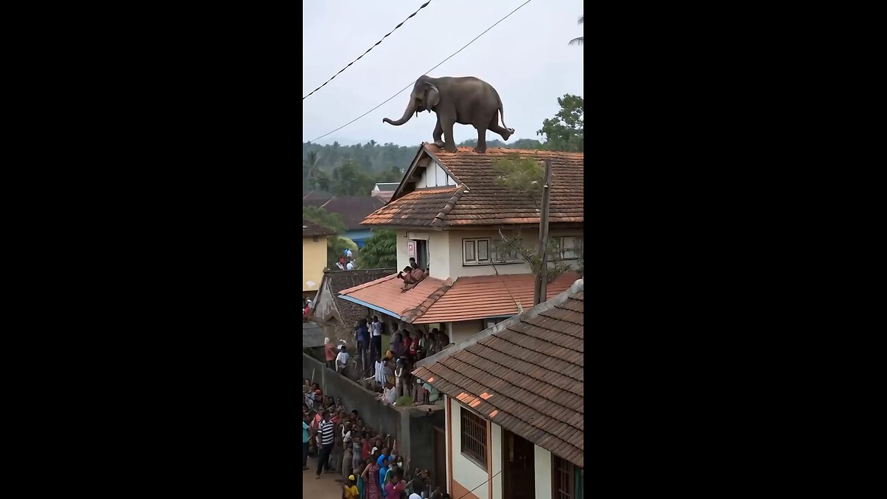 An elephant climbed onto the roof of house