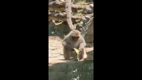 funny animals