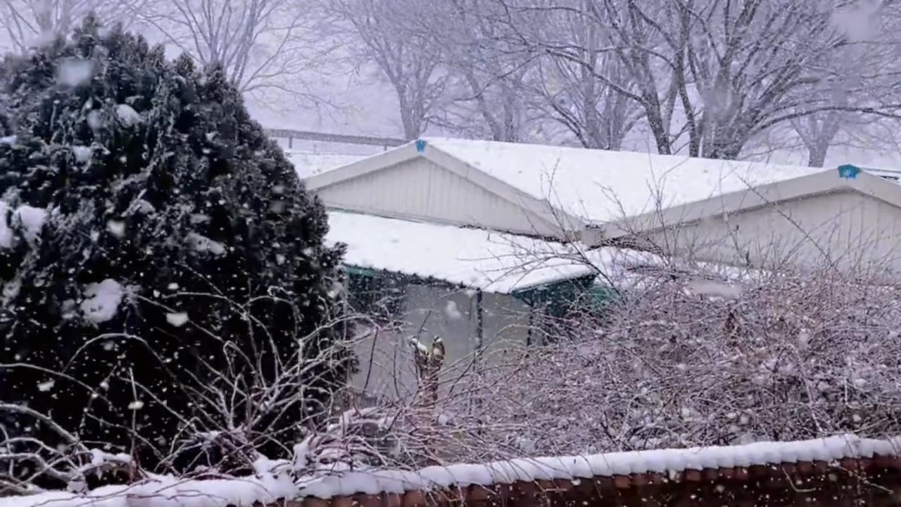 Just chasing snowflakes.