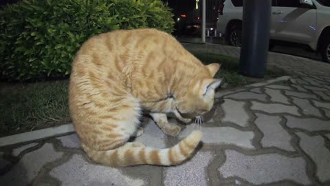 Homeless cat in Ras Al Khaimah, UAE: CHRIS MARTIN #cat #cats #ChrisMartin #pet #ae #UAE #pets #viral