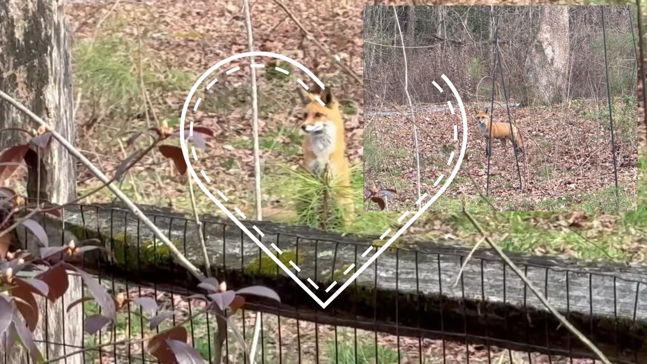 RED FOX - Meet Melvin who has been visiting Lynn