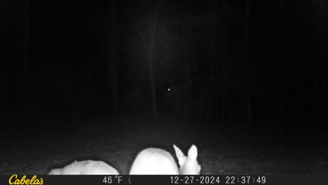 Deer