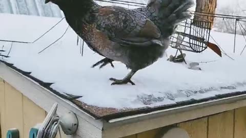 Silly Chicken, Peppercorn!