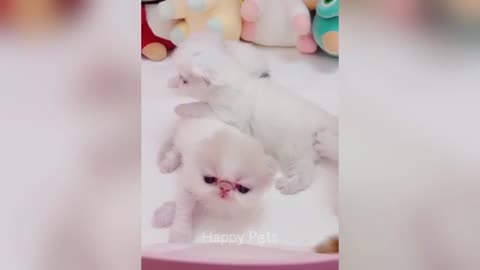 Funny animal video 🤣🤣