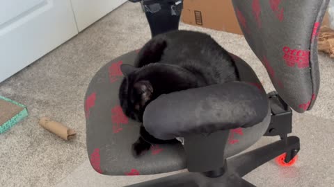 Cute Precious Piper is Ready for Some Action in the Office - Adopting a Cat from a Shelter Vlog