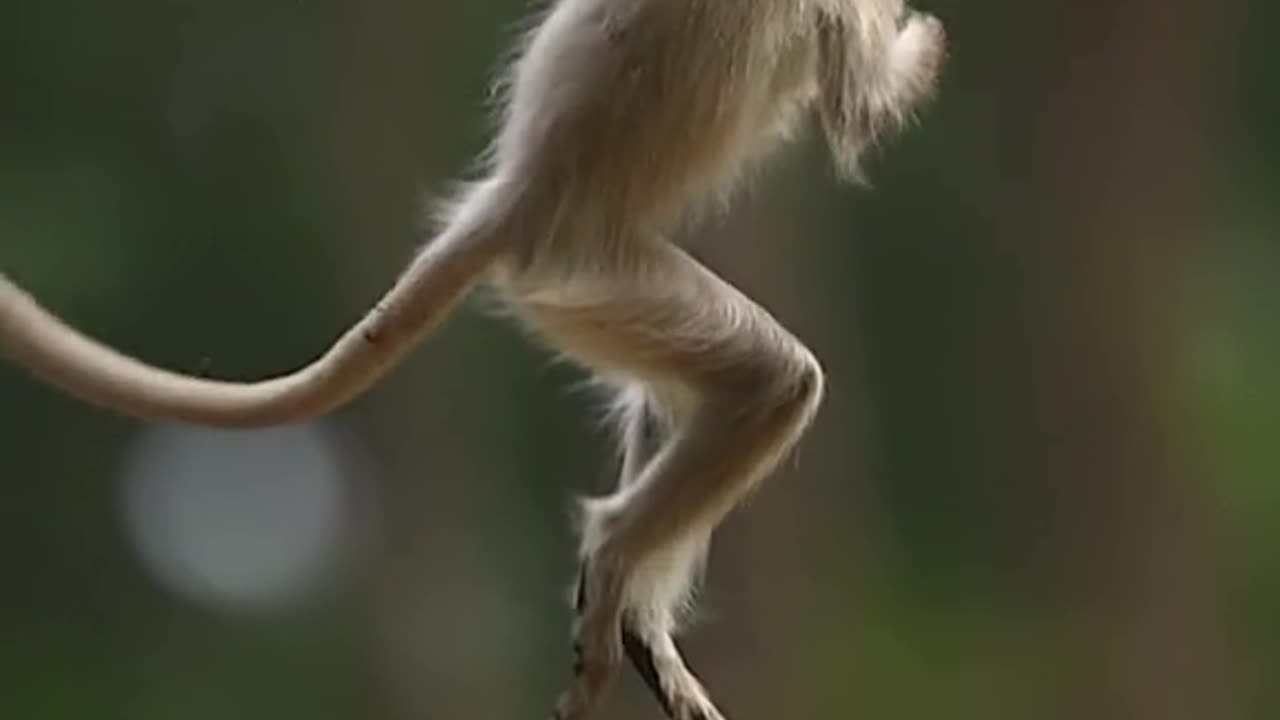 Beautiful animals