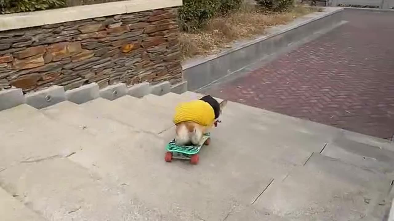 Skateboarder dog