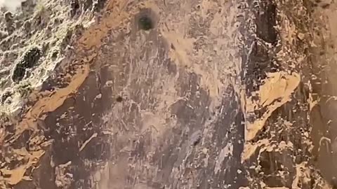 Mountain Goats running on the sides of a sheer cliff