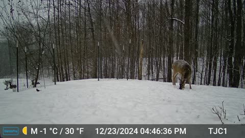 Deer Eating Pine Trees