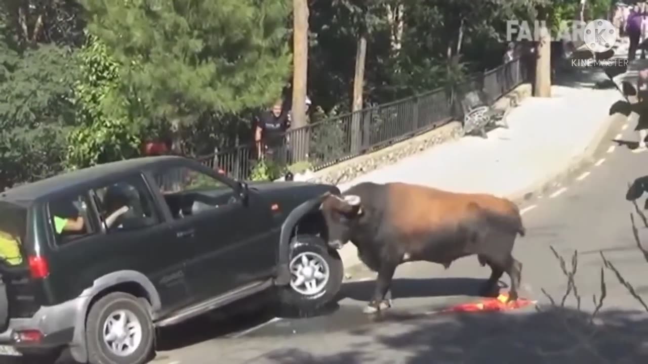 Bull got pissed🤣🤣