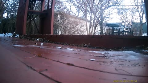 Wildlife Filmed By Haza PR800 Wild Camera, Dearborn, Michigan, February 22 To 28, 2025