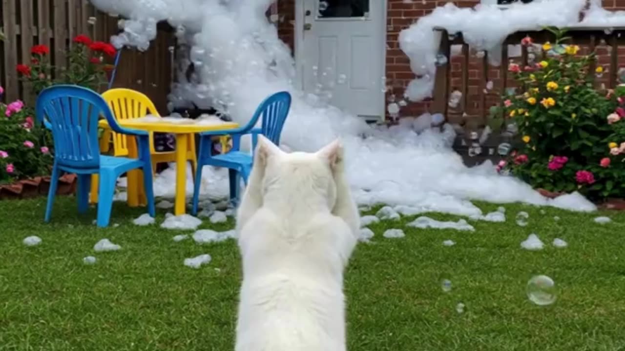 A cute kitten adventure