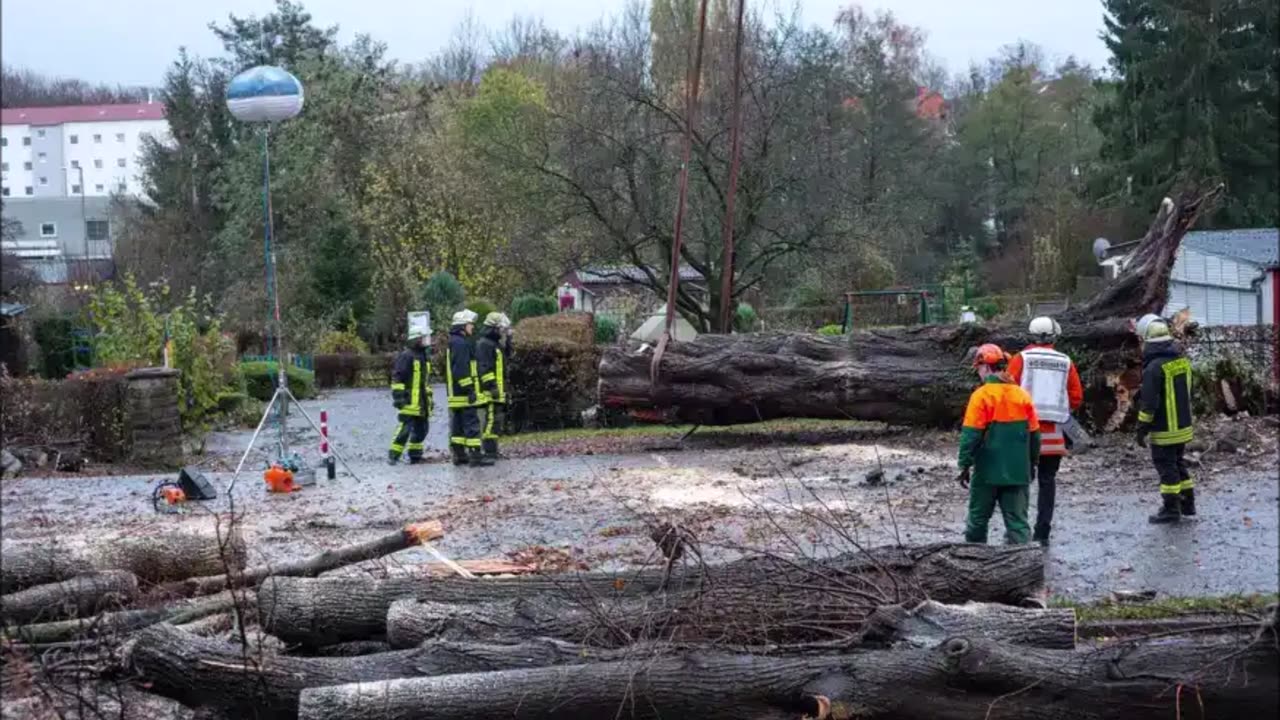 Abba Chief Tree Service of Westminster