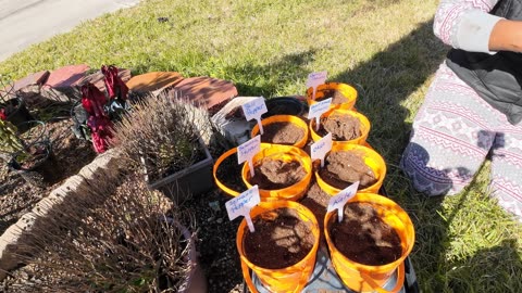 "Replanting My Front Yard & Starting Veggie Seeds for Spring | Home Depot Haul!"