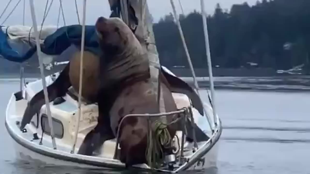 Boat overload gonna need a bigger boat