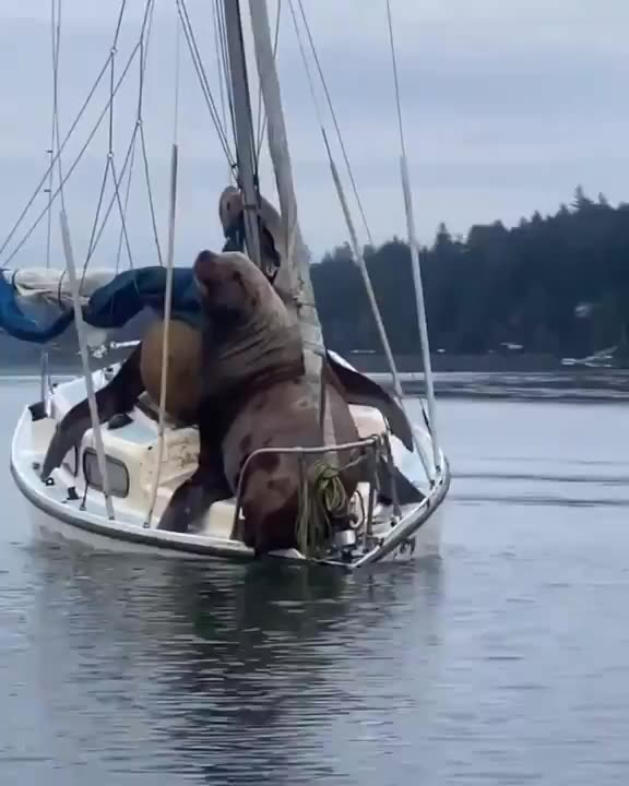 Boat overload gonna need a bigger boat