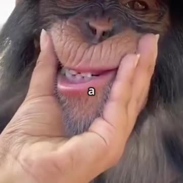 Monkey Tries Samsung Galaxy S25 - Hilarious Reactions!😂
