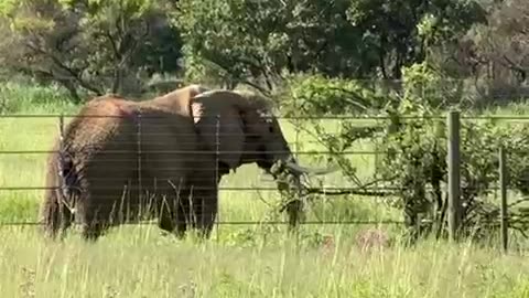 From Charlie to Duma: Former circus elephant thrives in new wildlife sanctuary