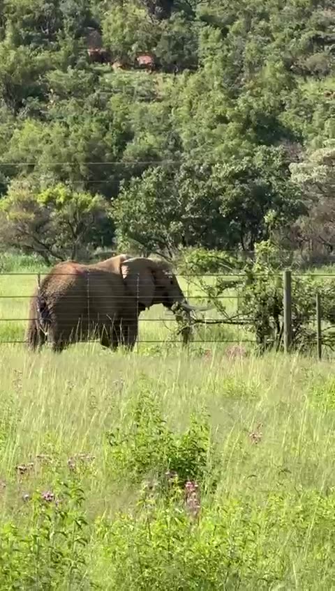 From Charlie to Duma: Former circus elephant thrives in new wildlife sanctuary