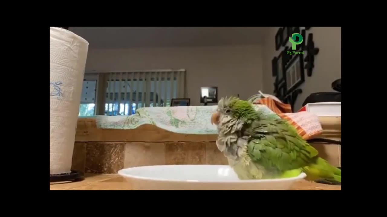 Parrots are very naughty! and extremely Funny!