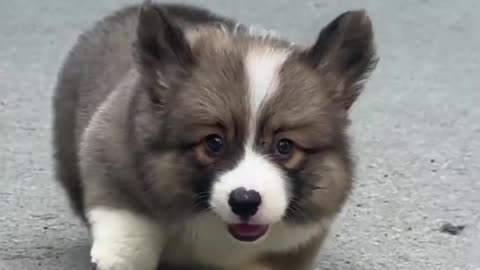 pet dog