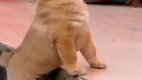 Cute puppie loves the chicken