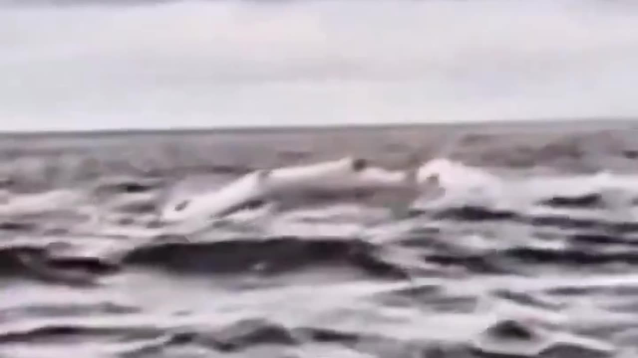 🚨#WATCH: As a male kayaker who was enjoying his time was suddenly