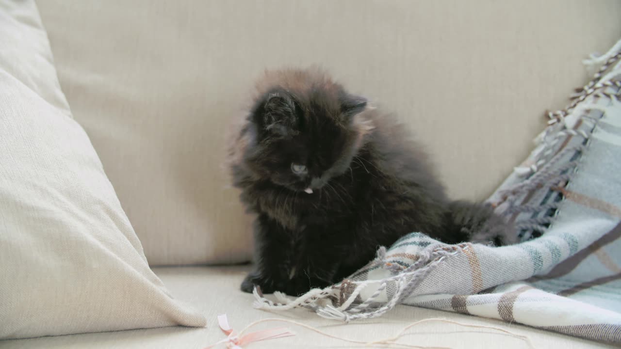 A Kitten Playing With A Blanket On The Couch