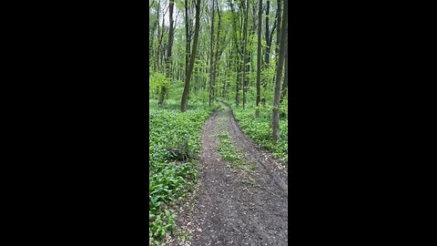 Beautiful woods of Romania