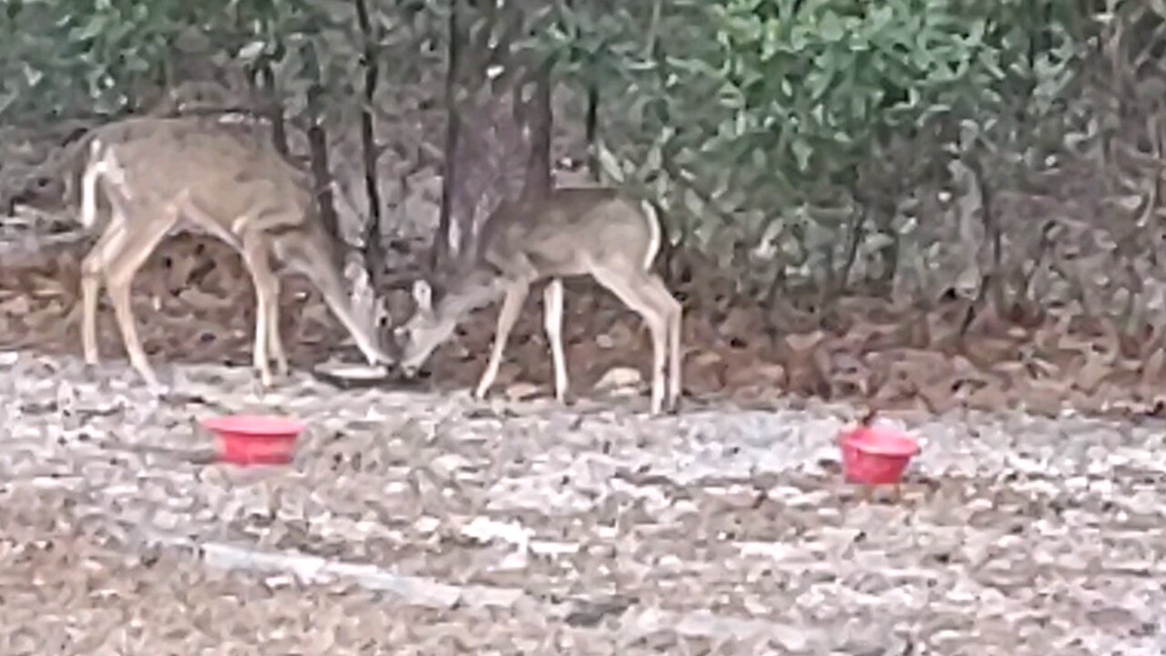 FL deer 2/8/25