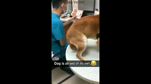 Dog Vs Vet