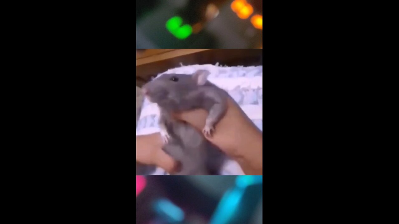 Hijo pone "veneno" a la rata 🐭