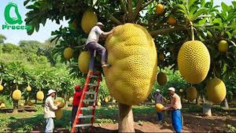 Amazing Thai Jackfruit Farm Harvests 