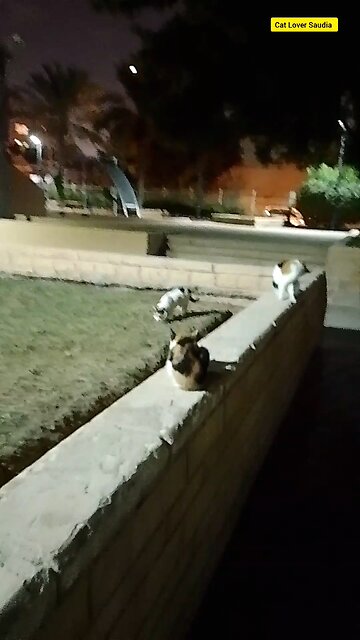 Cut And white cat lover Saudia arbia