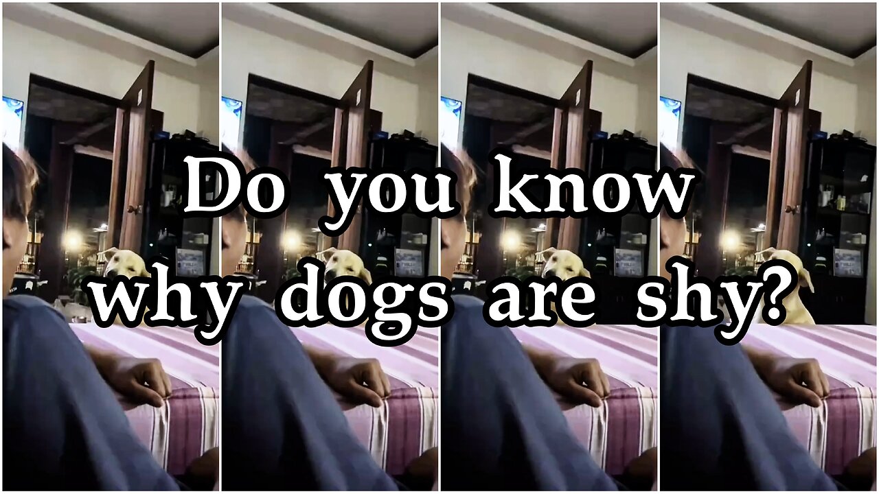 Do you know why dogs are shy?