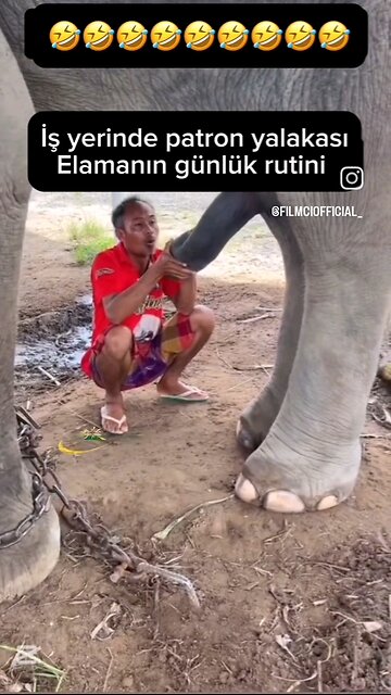 pene gigante elefante