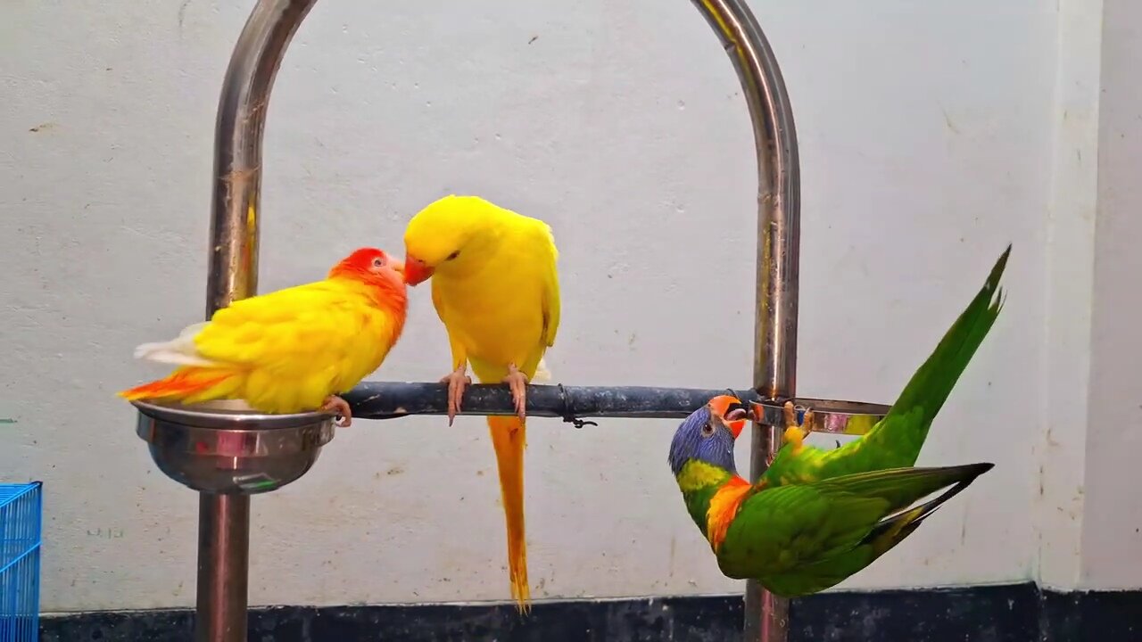 funny bird videos